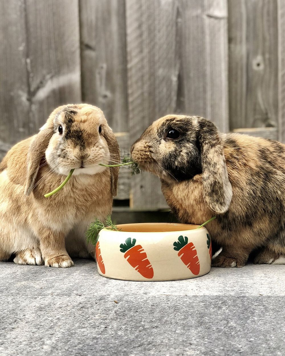 Керамічна миска із закругленими бортиками для гризунів Морква Carrot Nobby