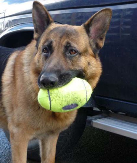 Іграшка для собак М'яч Регбі Дбайливий догляд за зубами KONG AirDog Squeaker Football