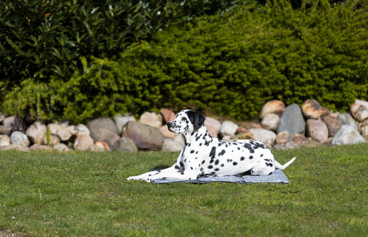 Гелевий охолоджуючий килимок для собак Soft Cooling Mat Trixie Гелевий охолоджуючий килимок для собак Soft Cooling Mat Trixie