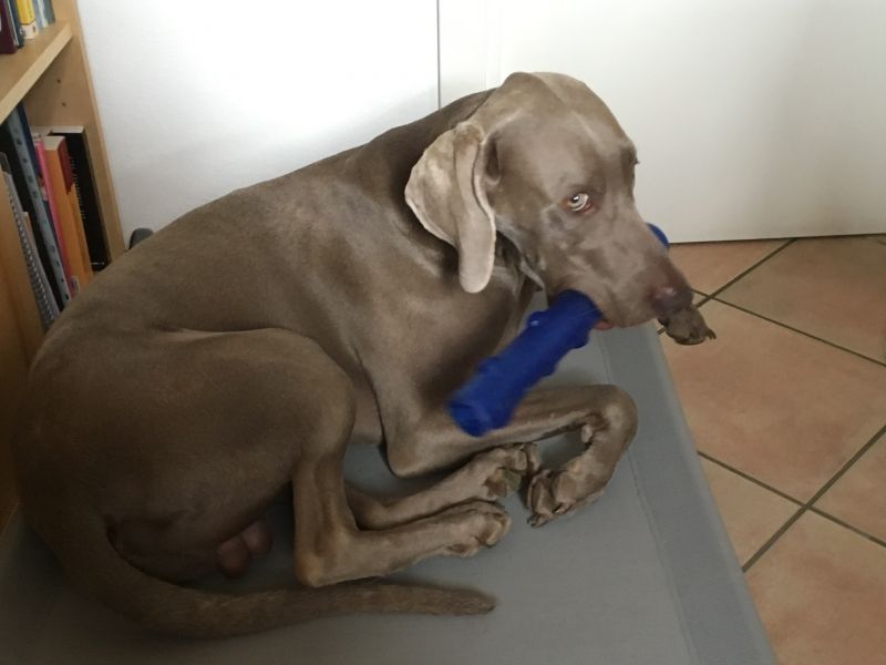 Іграшка для собак Жувальна Паличка із піщалкою KONG Squeezz Stick Dog Іграшка для собак Жувальна Паличка із піщалкою KONG Squeezz Stick Dog