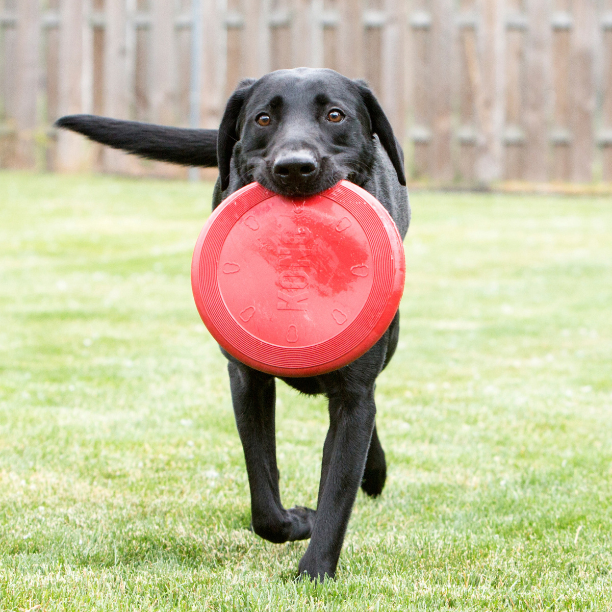 Іграшка для собак Літаючий диск Фрісбі KONG Flyer