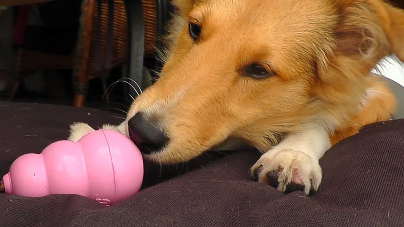 Іграшка для цуценят Конг Розвиваючий для ласощів KONG Puppy Ball Іграшка для цуценят Конг Розвиваючий для ласощів KONG Puppy Ball