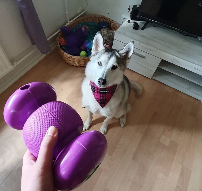 Іграшка для собак Гантель-Бумеранг для ласощів KONG Replay Dog Toy Іграшка для собак Гантель-Бумеранг для ласощів KONG Replay Dog Toy