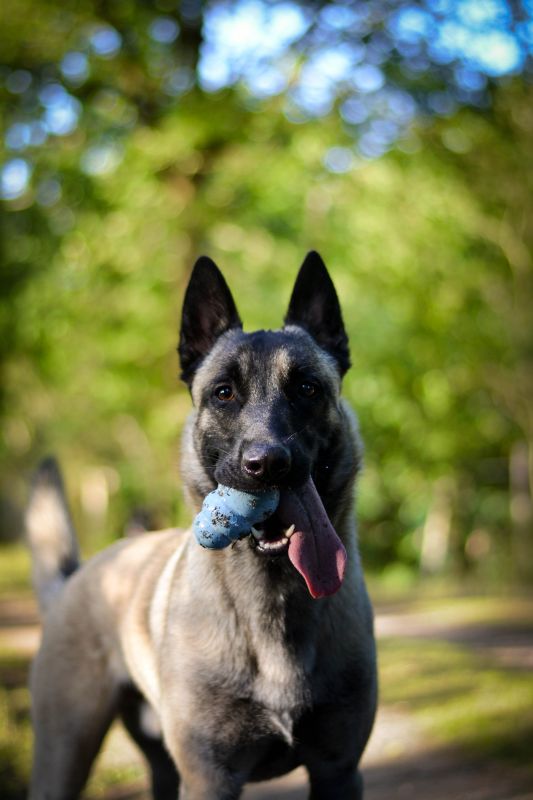 Игрушка для щенков Конг Развивающий для лакомств KONG Puppy Ball