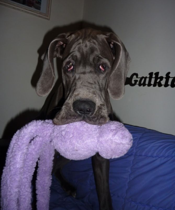 Игрушка для собак Бесшумные Животные Вубба KONG Wubba Snugga Игрушка для собак Бесшумные Животные Вубба KONG Wubba Snugga