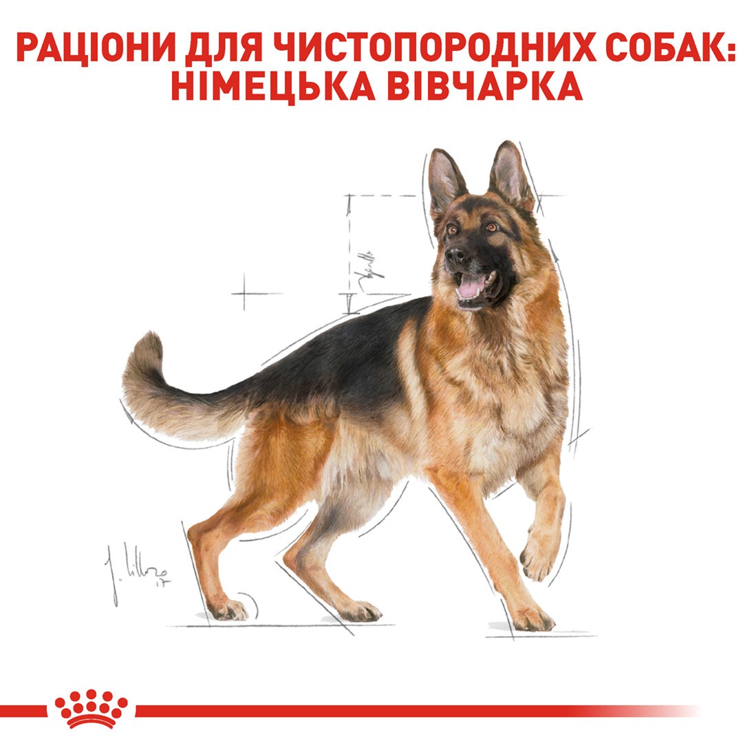 Сухой корм для собак породы Немецкая овчарка старше 15 месяцев Royal Canin German Shepherd Adult