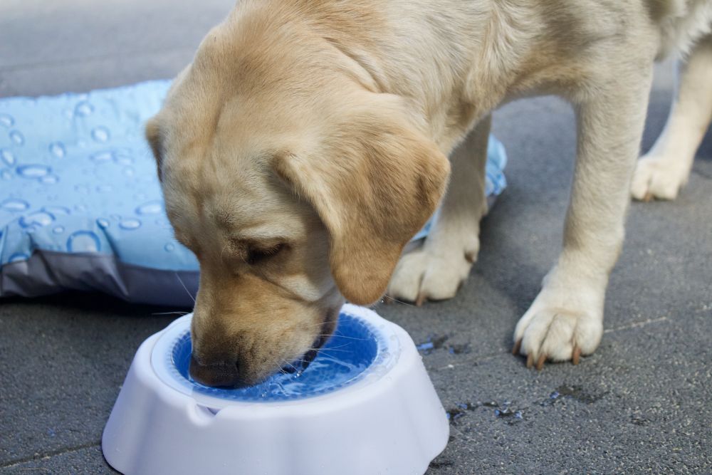 Охлаждающая пластиковая миска для собак Fresh Cooling Bowl Nobby 