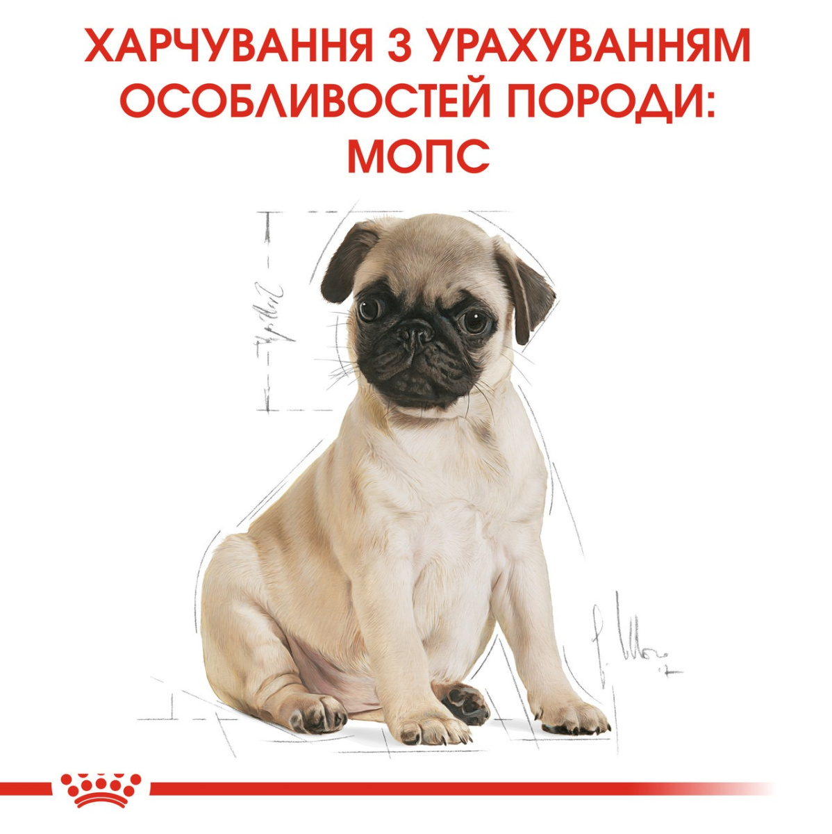 Сухой корм для щенков породы Мопс в возрасте до 10 месяцев Royal Canin Pug Puppy  