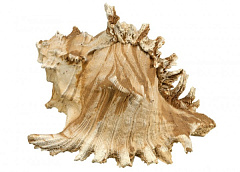 Декор для аквариума Большая Ракушка Seashell Aqua Ornaments Nobby