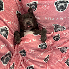 Розовое кашемировое утяжеленное одеяло для собак и людей BullyBillows Luxury Dog & Human Blanket Myla Pink Edition Розовое кашемировое утяжеленное одеяло для собак и людей BullyBillows Luxury Dog & Human Blanket Myla Pink Edition