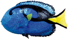 Декор для акваріума Риба Блакитний доктор Blue Fish Aqua Ornaments Nobby Декор для акваріума Риба Блакитний доктор Blue Fish Aqua Ornaments Nobby