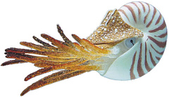 Декор для аквариума Наутилус Shellfish Aqua Ornaments Nobby