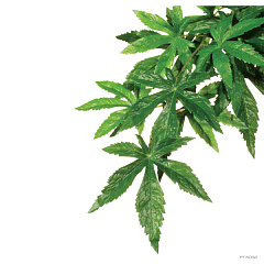 Декоративное растение тропического леса для террариума Абулитон Exo Terra Decor Plant Abuliton