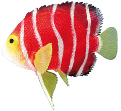 Декор для акваріума Рибка Скалярія Scalaria Fish Aqua Ornaments Nobby Декор для акваріума Рибка Скалярія Scalaria Fish Aqua Ornaments Nobby