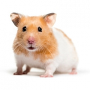 Для гризунів