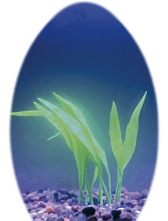 Декоративна рослина для акваріума Рифлений Меч Fluted Sword Aqua Plant Nobby Декоративна рослина для акваріума Рифлений Меч Fluted Sword Aqua Plant Nobby