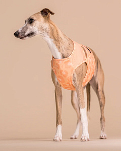 Охолоджуючий жилет для собак PAIKKA Cool Vest Peach